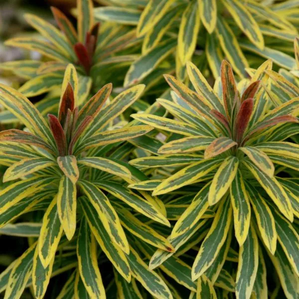 Ascot Rainbow Spurge