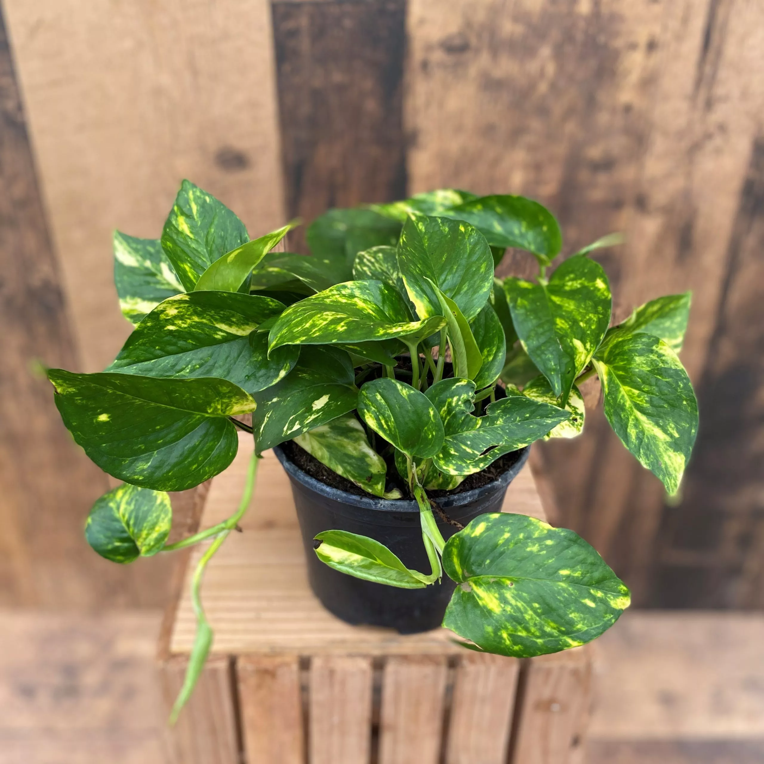 Assorted Pothos (6″ pot) – Growers Choice