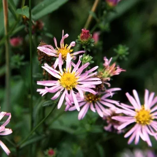 Aster [Symphyotrichum] chilensis (California Aster)