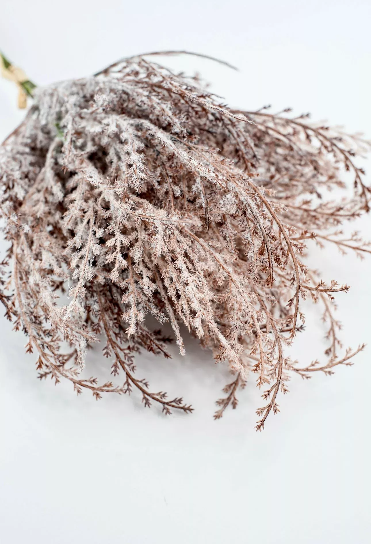 Astilbe bundle -brown