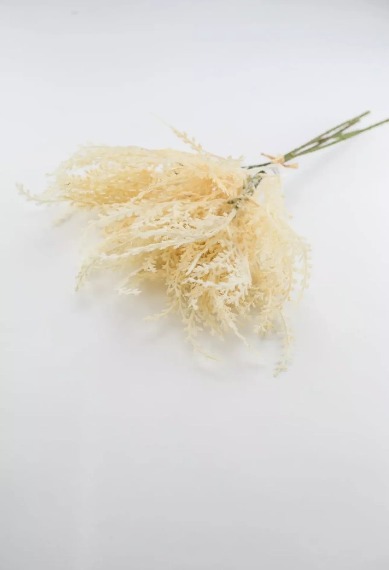 Astilbe bundle x 4 - cream