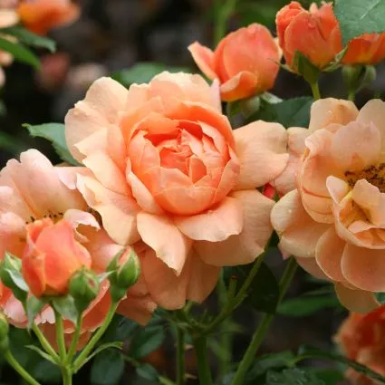 At Last Hybrid Tea Rose