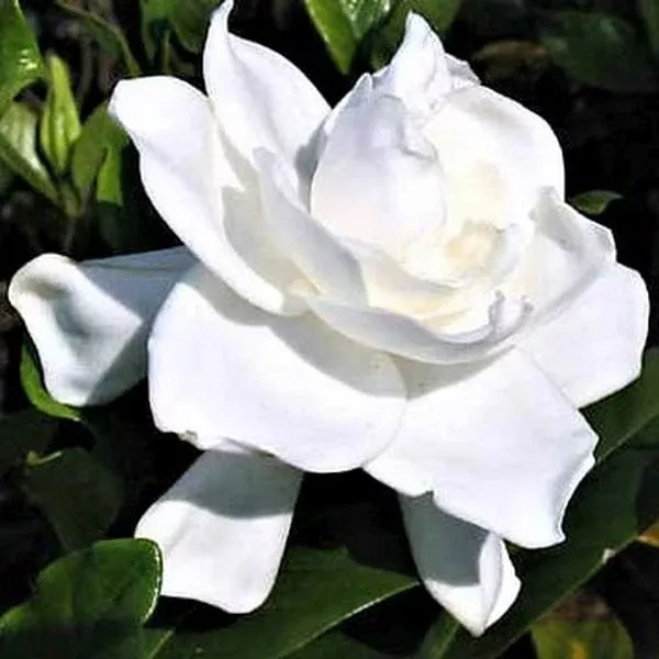August Beauty Gardenia