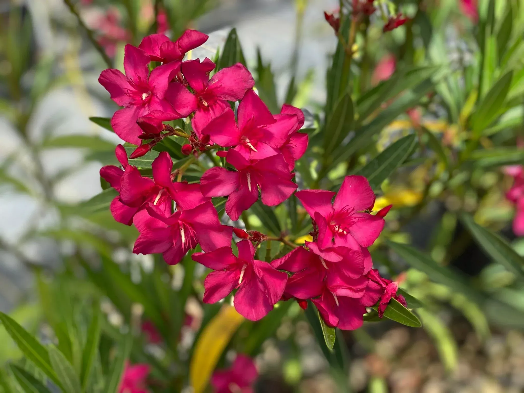 Austin Pretty Limits Oleander