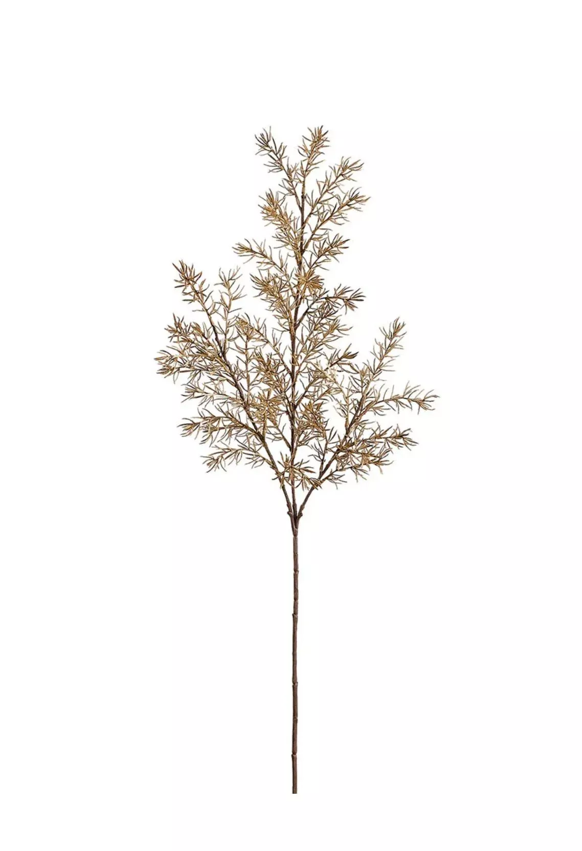 Autumn Asparagus Fern Spray