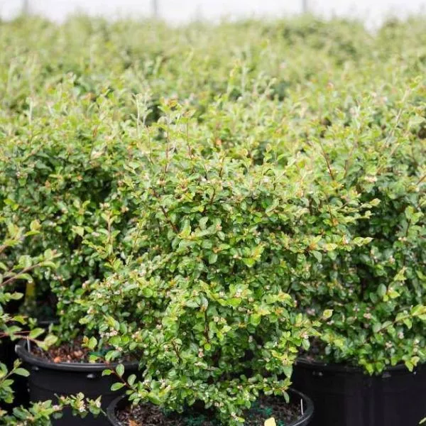 Autumn Inferno Cotoneaster