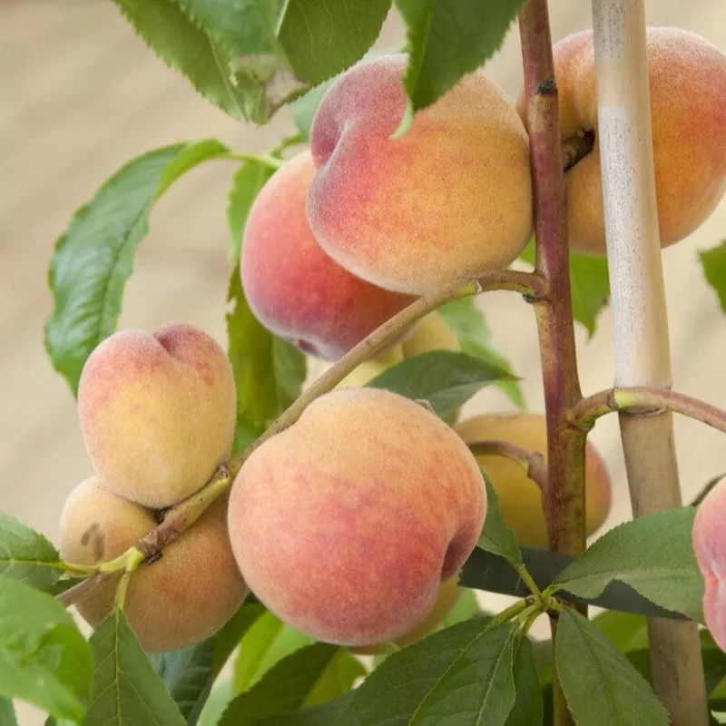 ‘Avalon Pride’ Peach Tree|Patio Tree in a 4.5L Pot|2 Year Old Tree in a 9L Pot|Half-Standard Bare Root Tree – 6/8cm Girth Trunk|1 Year Old Bare Root Tree