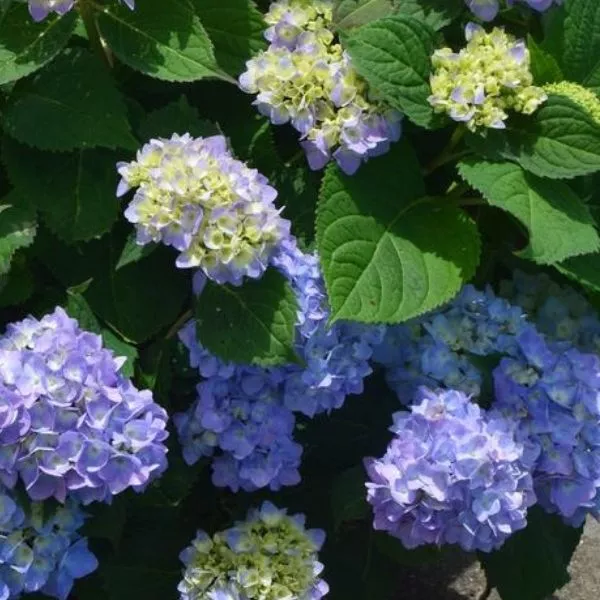 Azure Skies™ Bigleaf Hydrangea