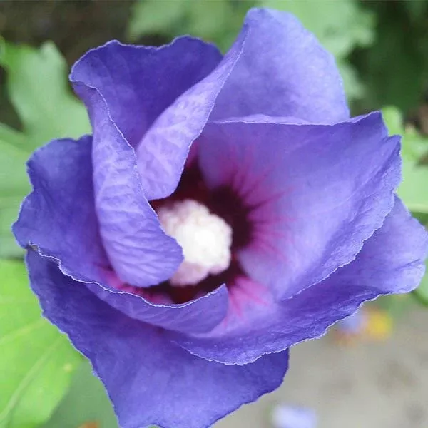 Azurri Blue Satin™ Rose of Sharon Shrub