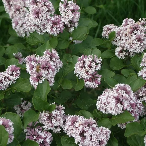 Baby Kim Lilac