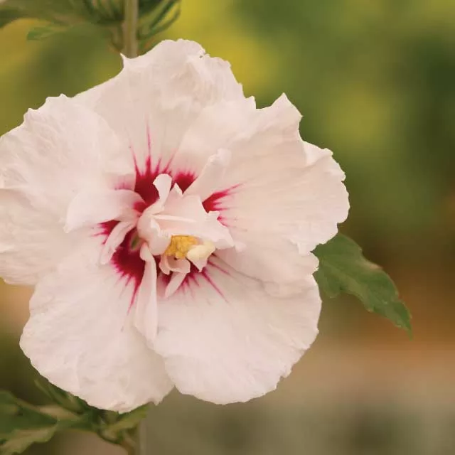 Bali™ Rose of Sharon