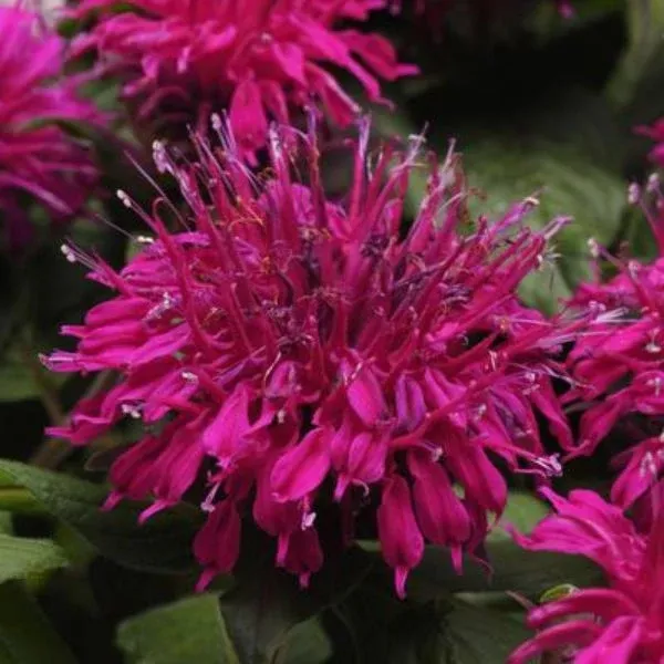 Balmy™ Purple Bee Balm