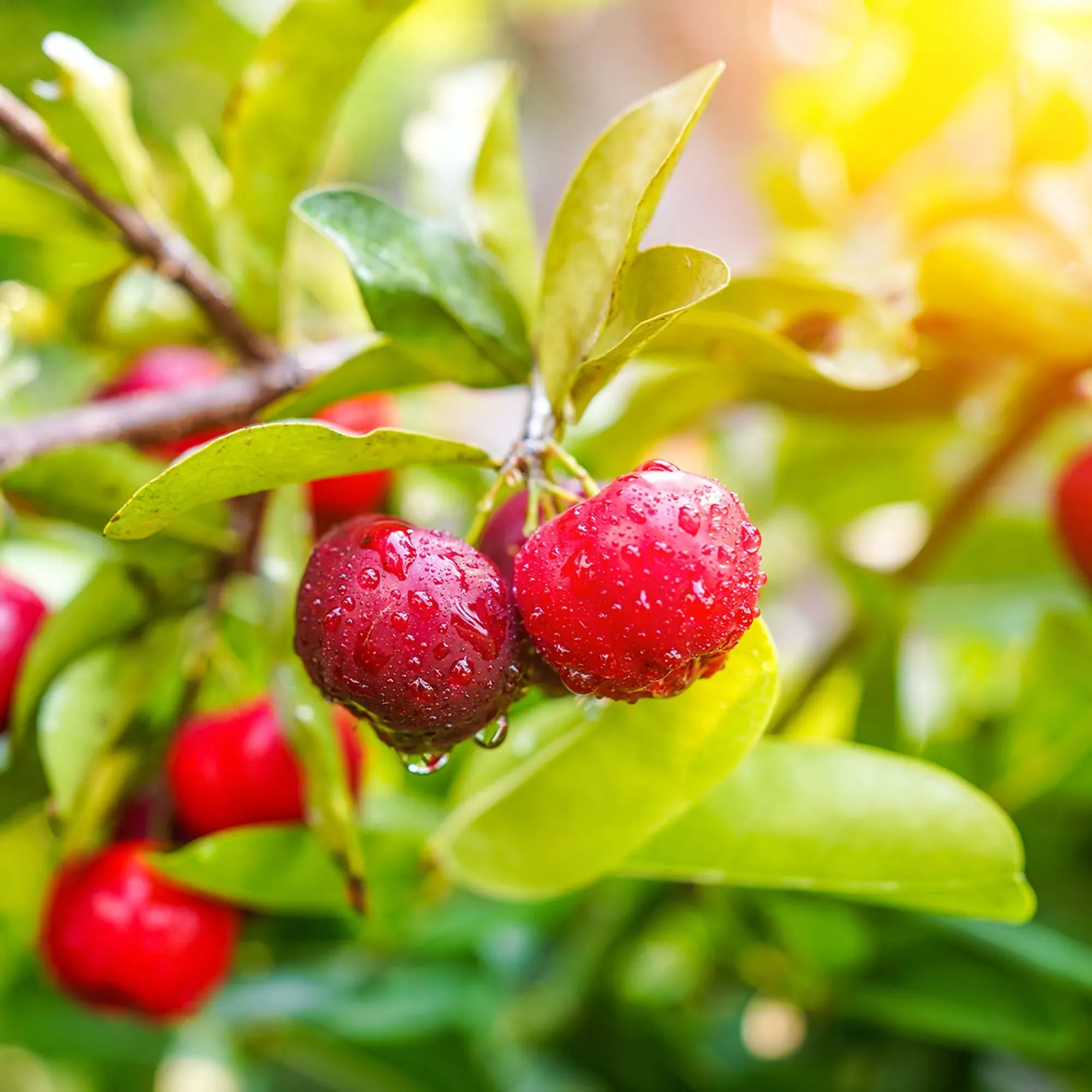 Barbados Cherry Tree