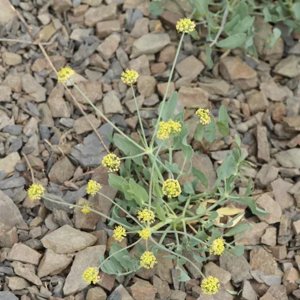Barestem Biscuitroot (Lomatium nudicaule) Seed Packet WW
