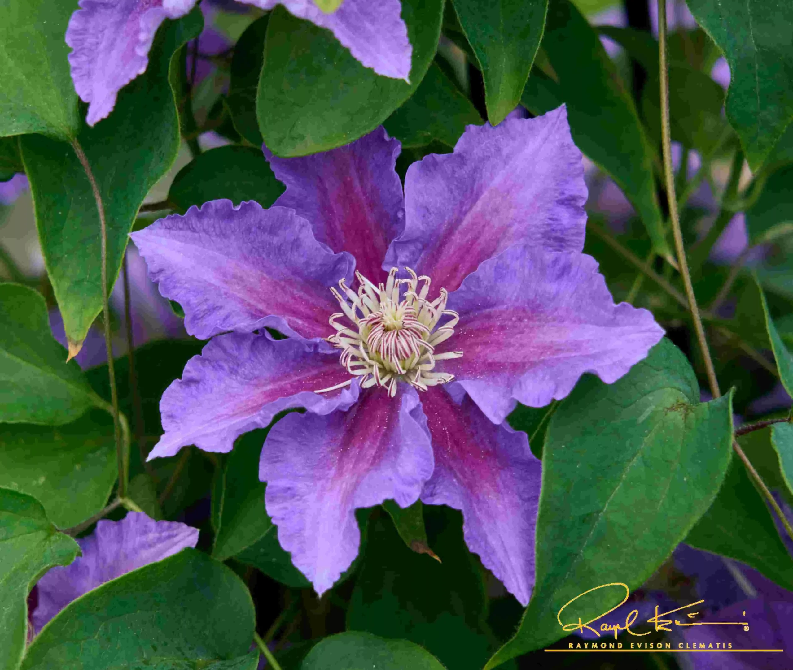 Baroness Fookes™ Clematis