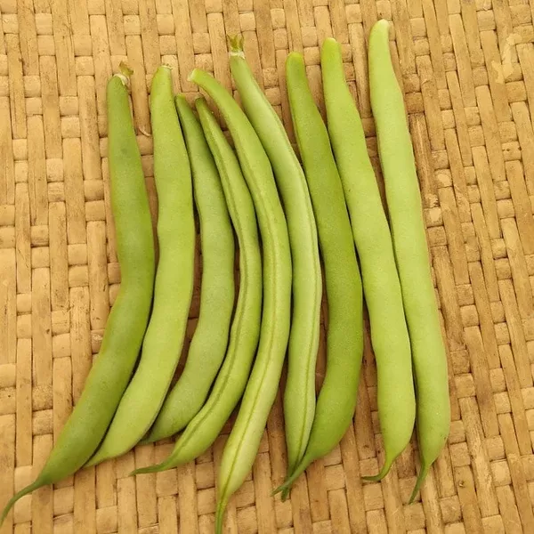 Bean, Bush Snap 'Wade' (Phaseolus vulgaris) - Seed AS