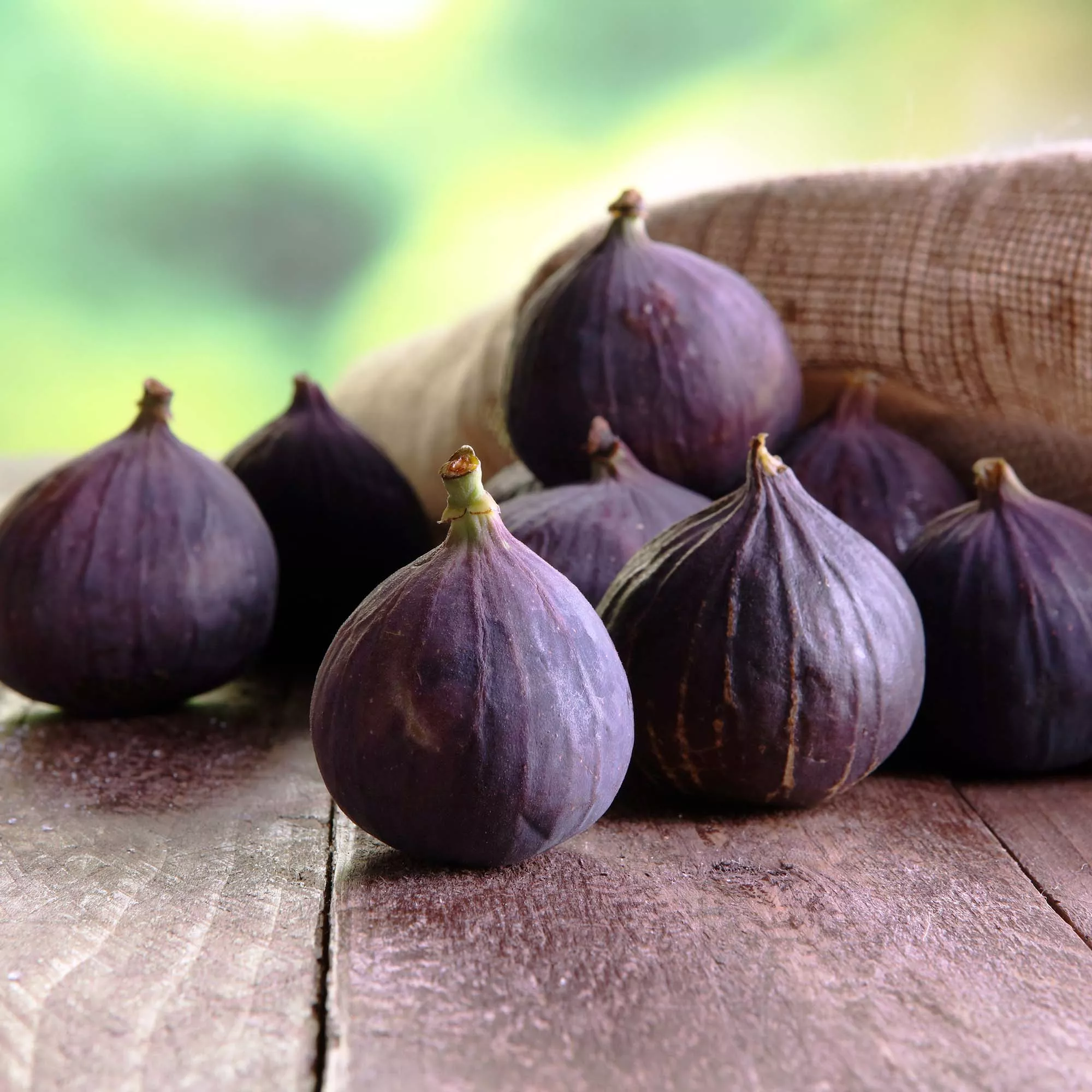 Beer's Black Fig Tree