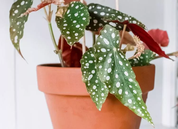 Begonia ‘Polka Dot’ - 4” plant