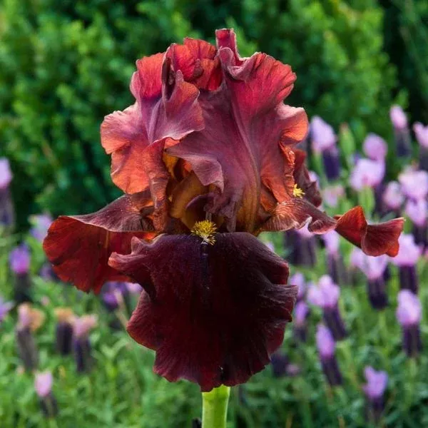 Bernice's Legacy Bearded Iris