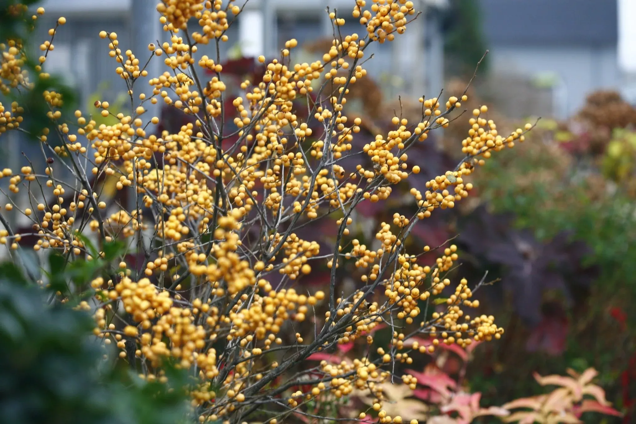 Berry Heavy Gold Winterberry