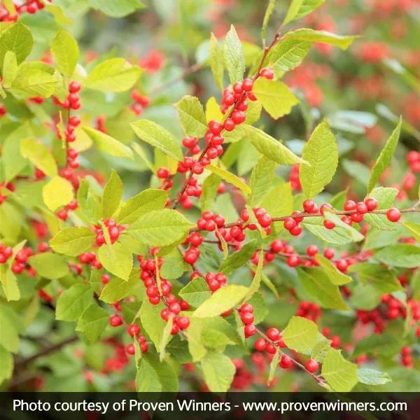 Berry Heavy Winterberry Holly