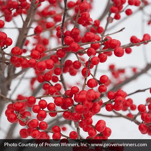 Berry Poppins Winterberry