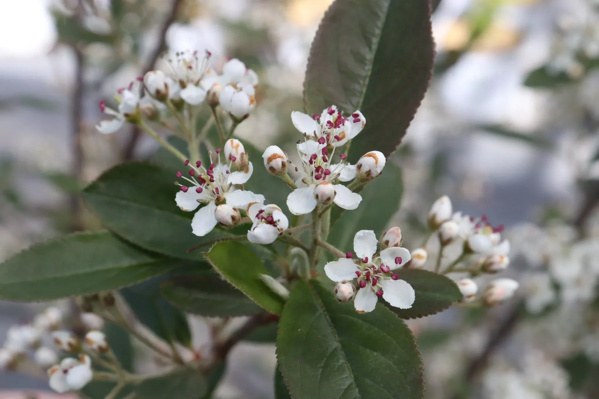 Berry Scape Red Aronia