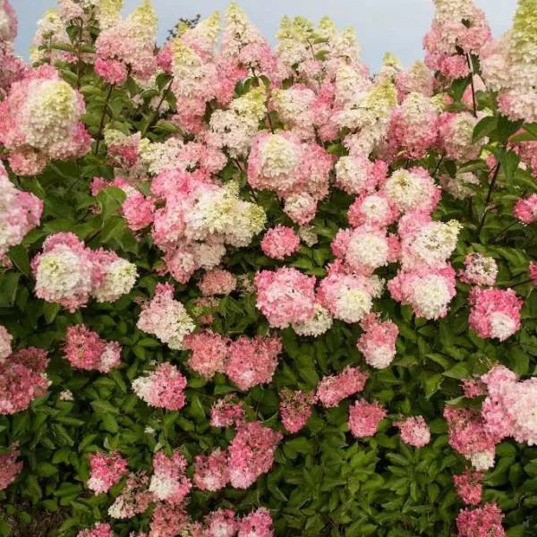 Berry White Panicle Hydrangea