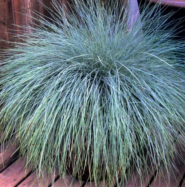 Beyond Blue™ Festuca