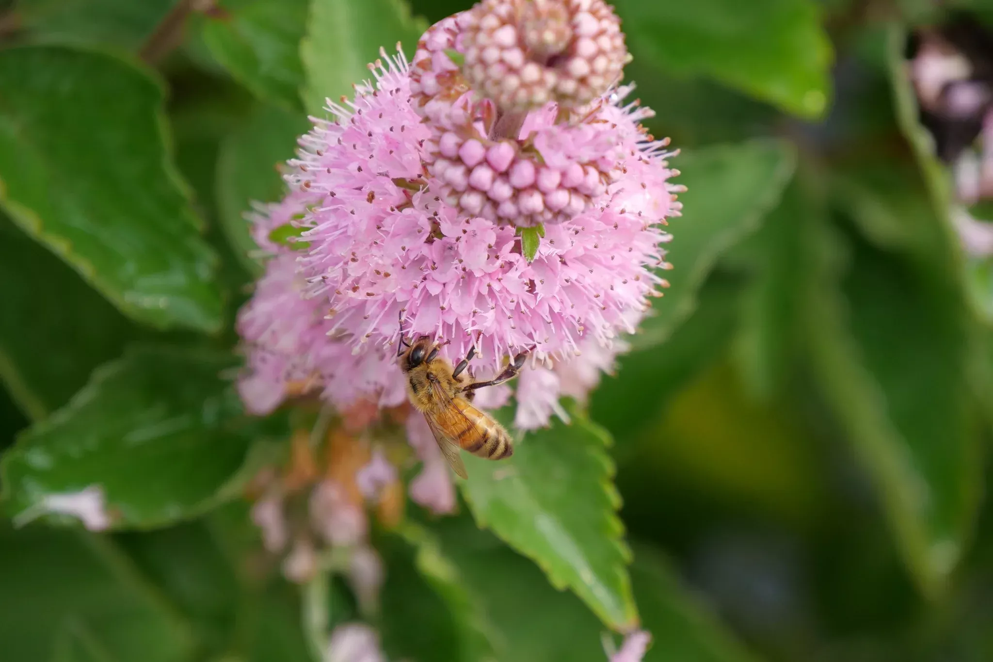 Beyond Pink'd Bluebeard