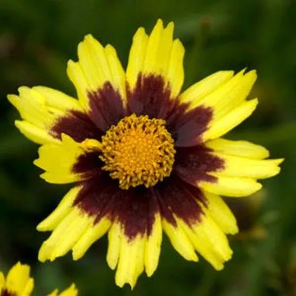 Big Bang™ Cosmic Eye Coreopsis