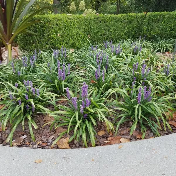 Big Blue Liriope