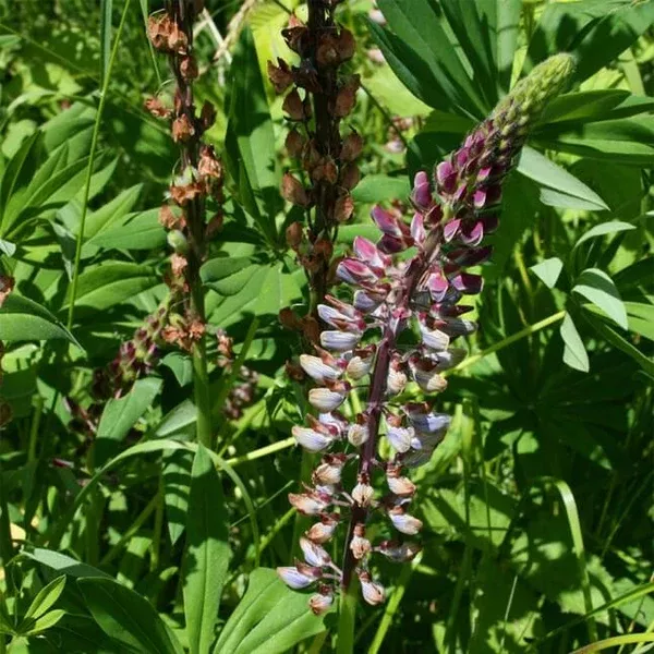 Bigleaf Lupine (Lupinus polyphyllus) Seed Packet WW