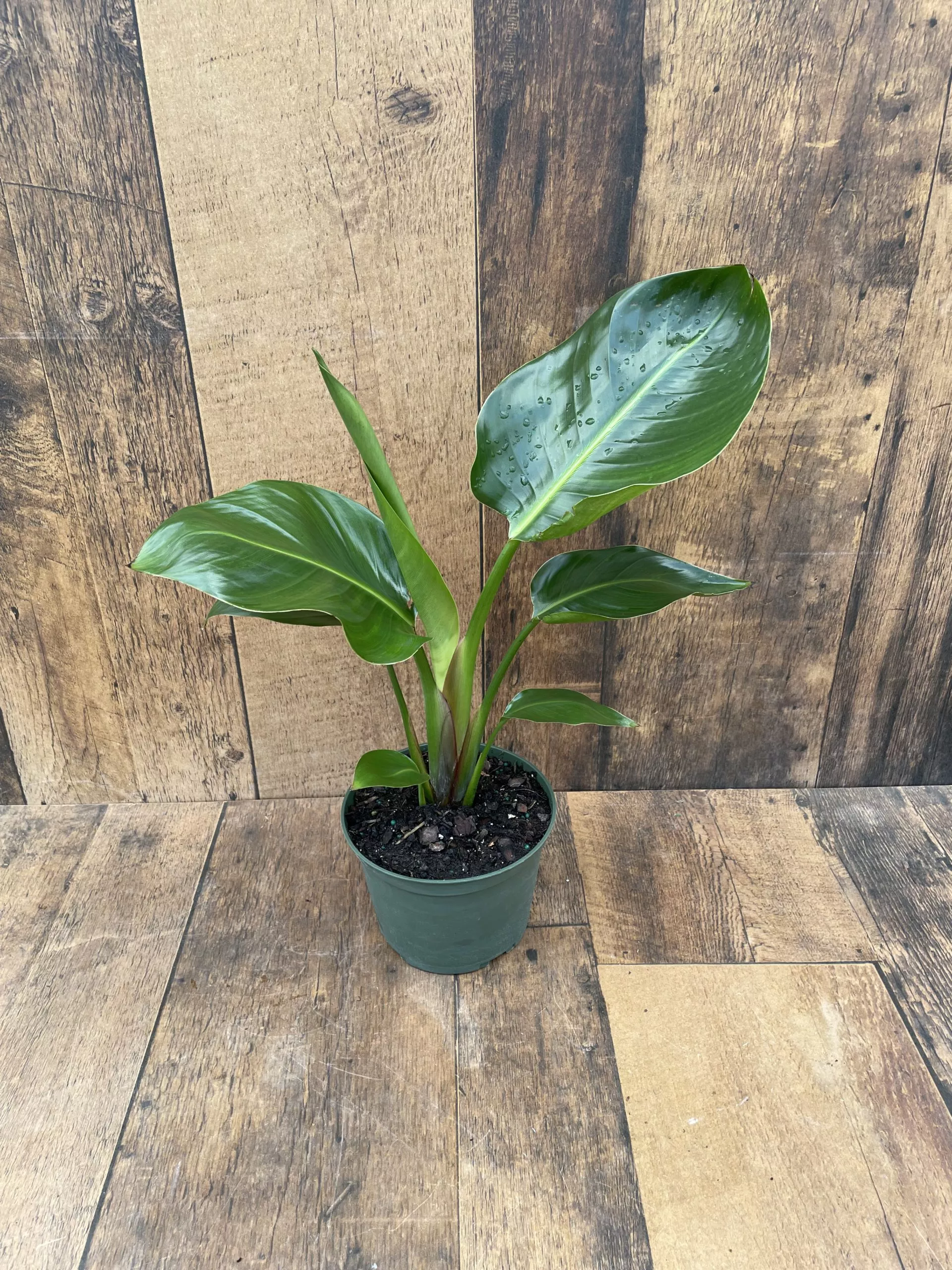 Bird of Paradise (6″ pot)