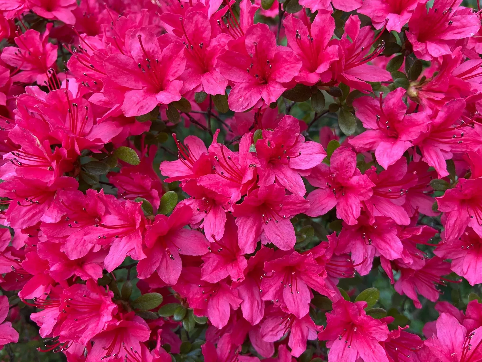 Bixby Azalea