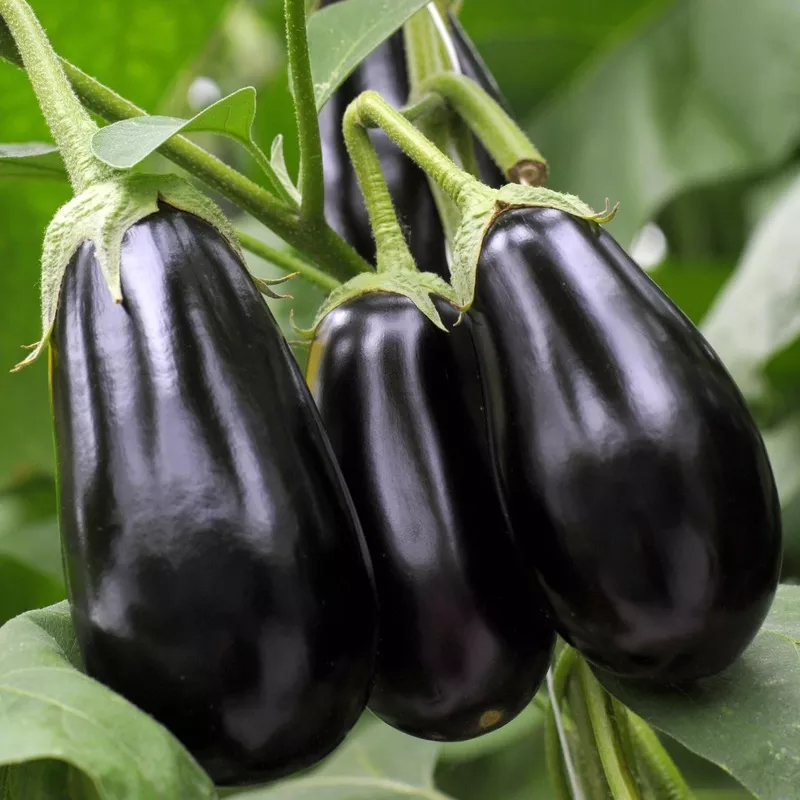 ‘Black Beauty’ Aubergine Plants