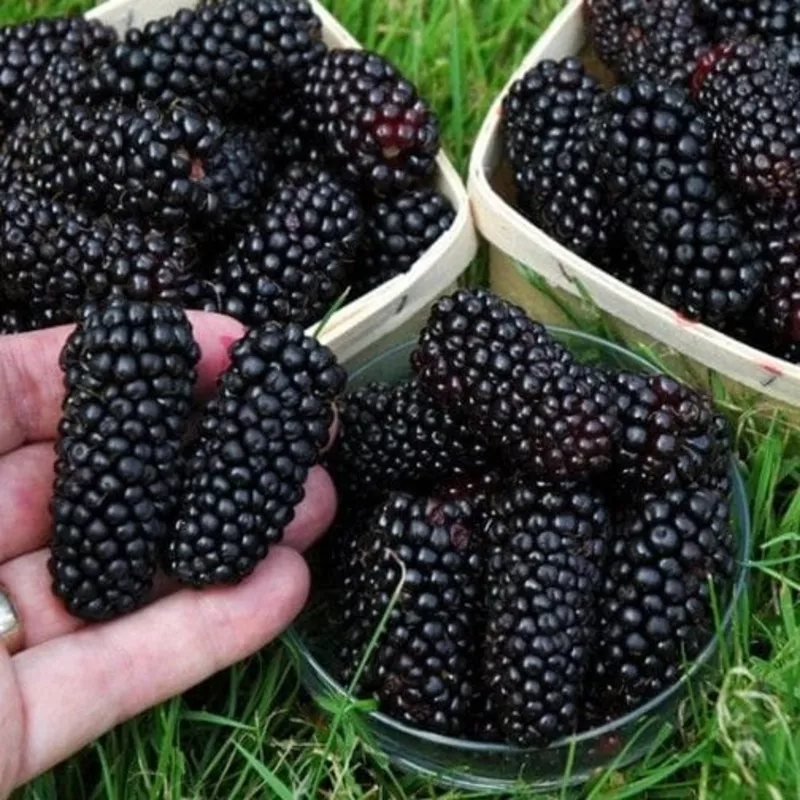 ‘Black Butte’ Blackberry Plant