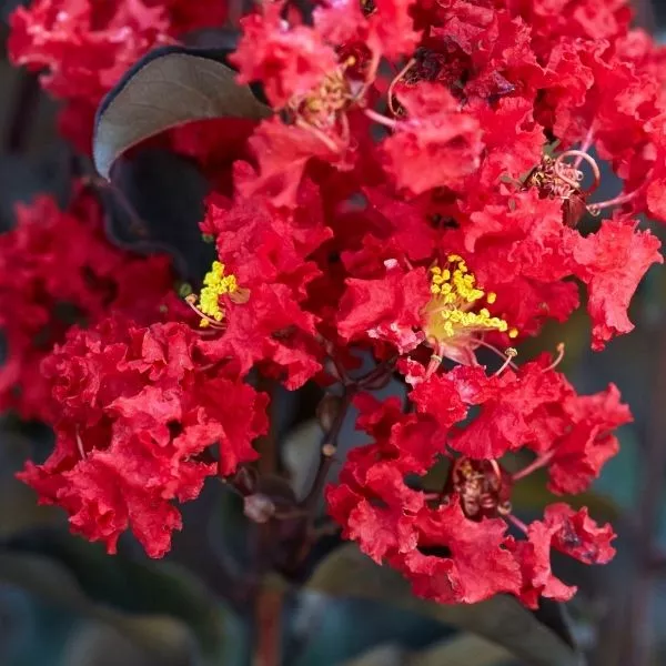 Black Diamond Crimson Red™ Crape Myrtle