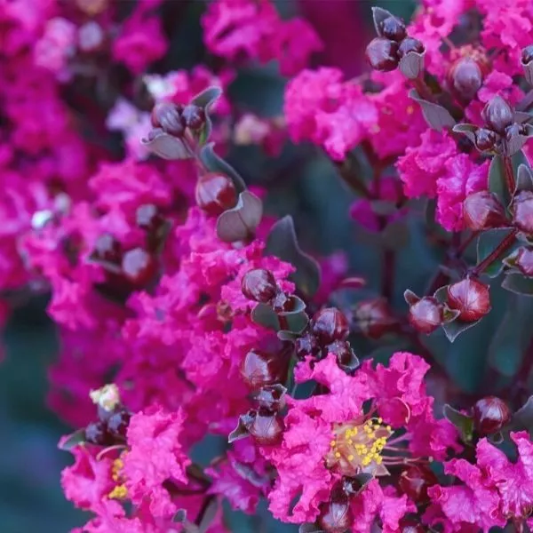 Black Diamond Mystic Magenta™ Crape Myrtle Shrub