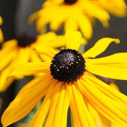 Black-eyed Susan (Rudbeckia hirta)