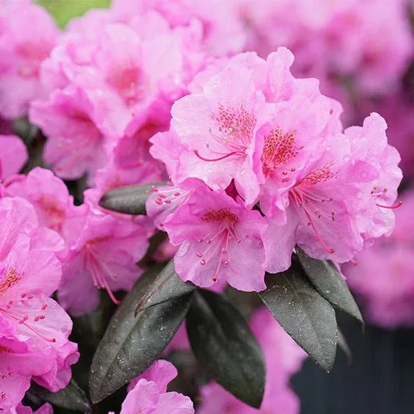 Black Hat Rhododendron