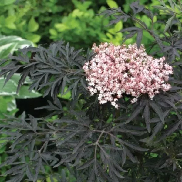 Black Lace Elderberry