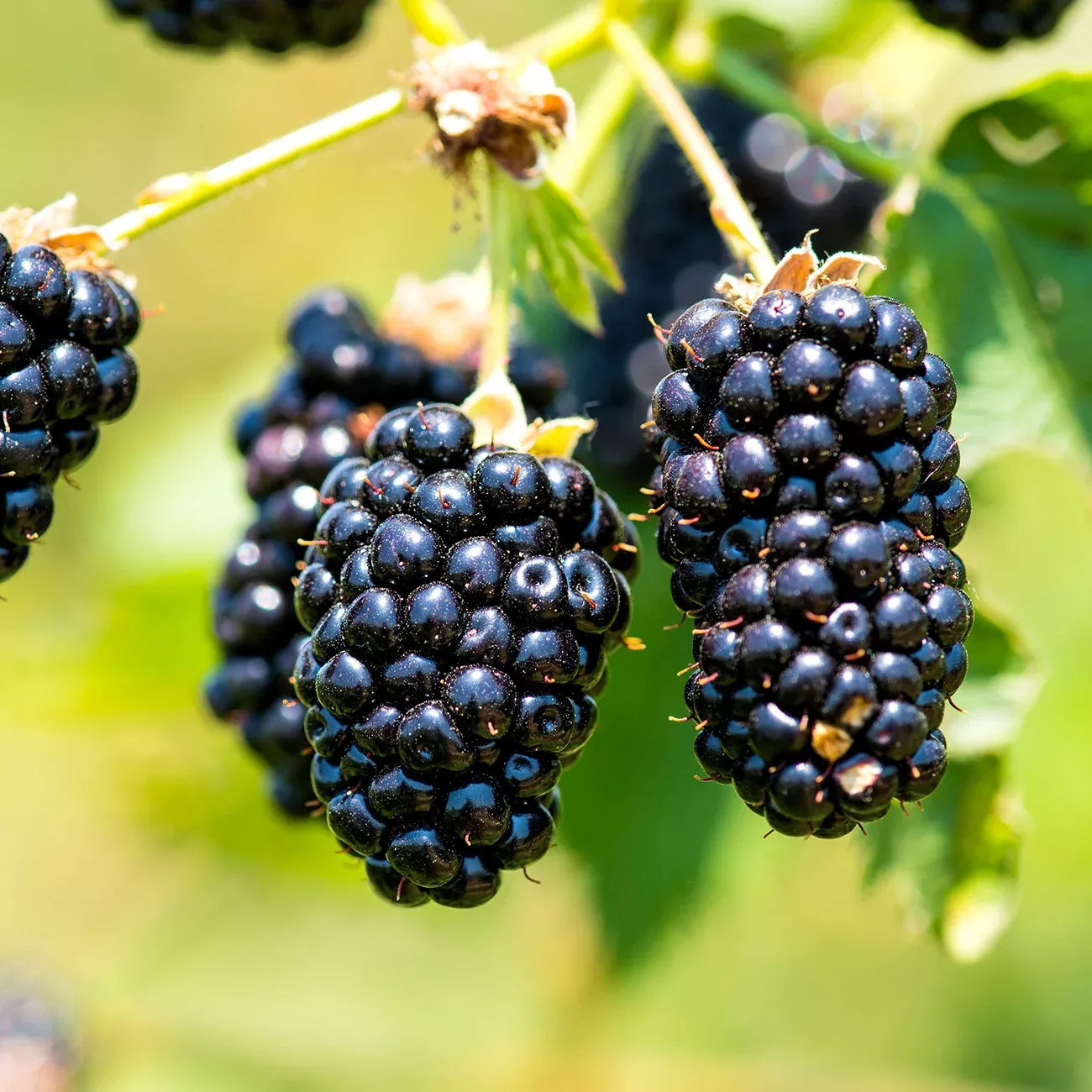 Black Satin Blackberry Bush
