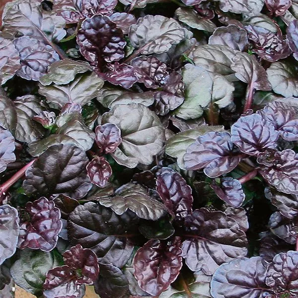 Black Scallop Ajuga