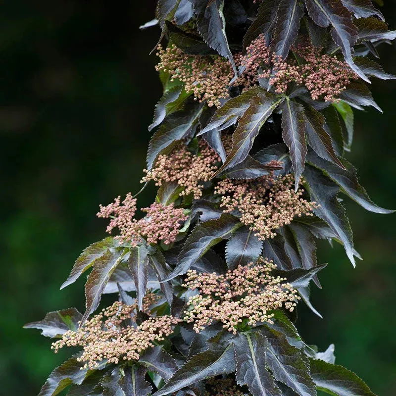 Black Tower™ Elderberry