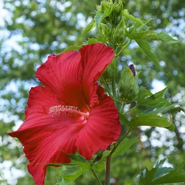 Blackberry Merlot Hibiscus