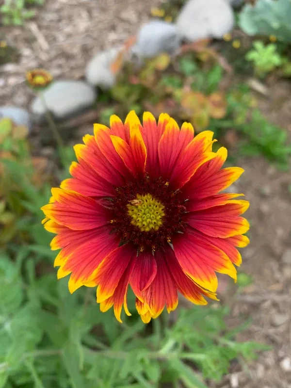 Blanket Flower (Gaillardia pulchella) - Seed RS