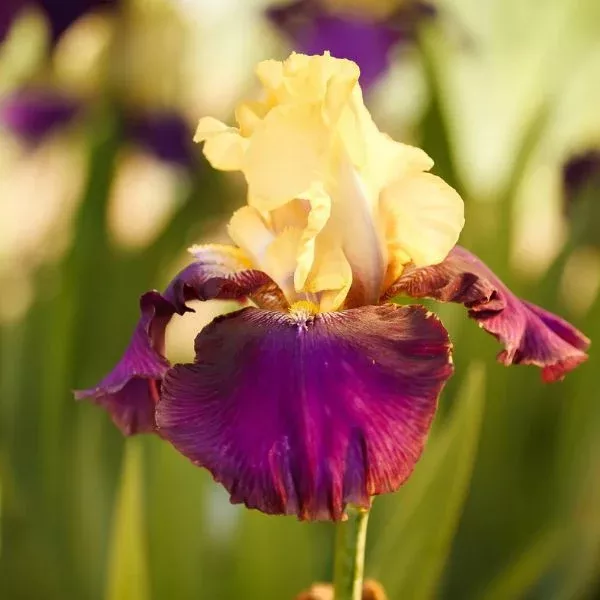 Blatant Tall Bearded Iris