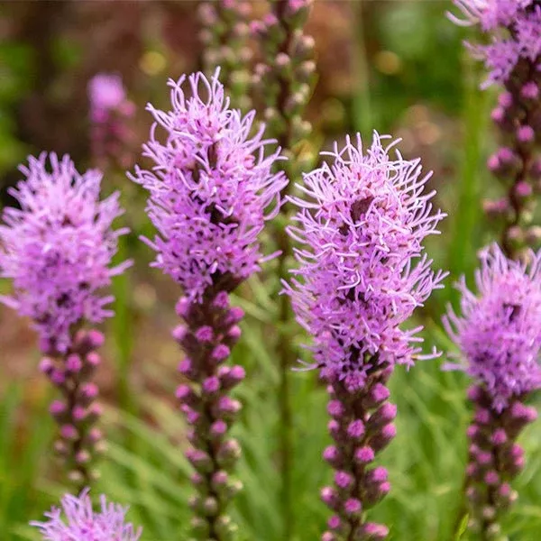 Blazing Star