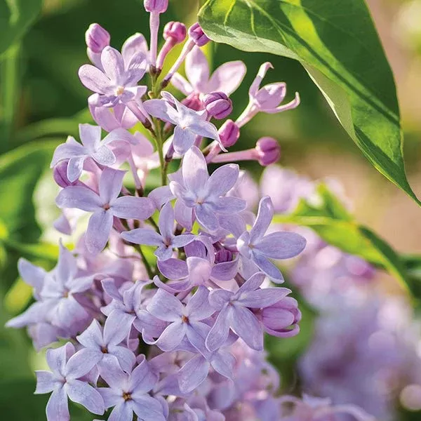 Bloomables New Age™ Lavender Lilac